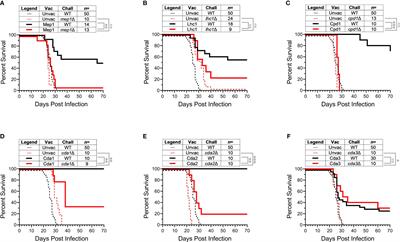 Cross-reactivity between vaccine antigens from the chitin deacetylase protein family improves survival in a mouse model of cryptococcosis